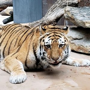 Meet your Posher, Ariana